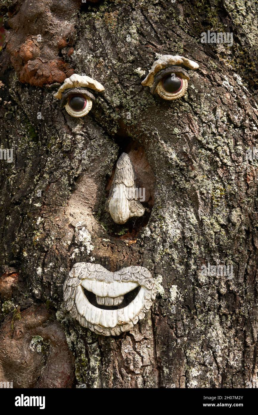 Nahaufnahme eines lustigen Gesichts auf der grauen Rinde eines Baumes Stockfoto