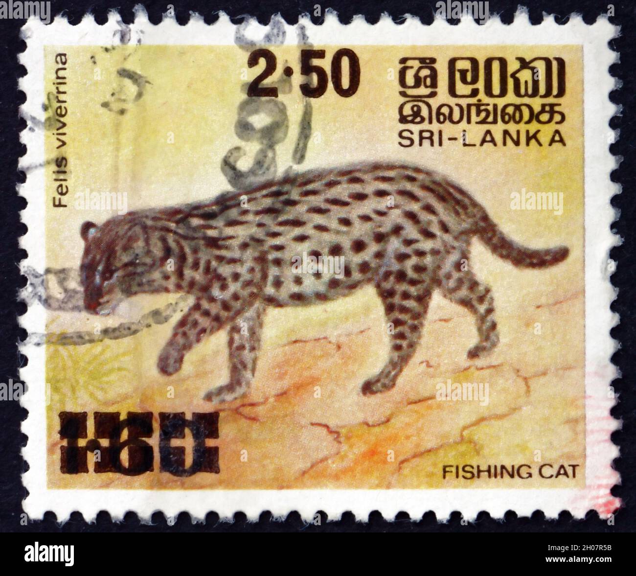 SRI LANKA - UM 1981: Eine in Sri Lanka gedruckte Marke zeigt die Fischerkatze Prionailurus Viverrinus, eine mittelgroße Wildkatze aus Süd- und Südost-Asen Stockfoto