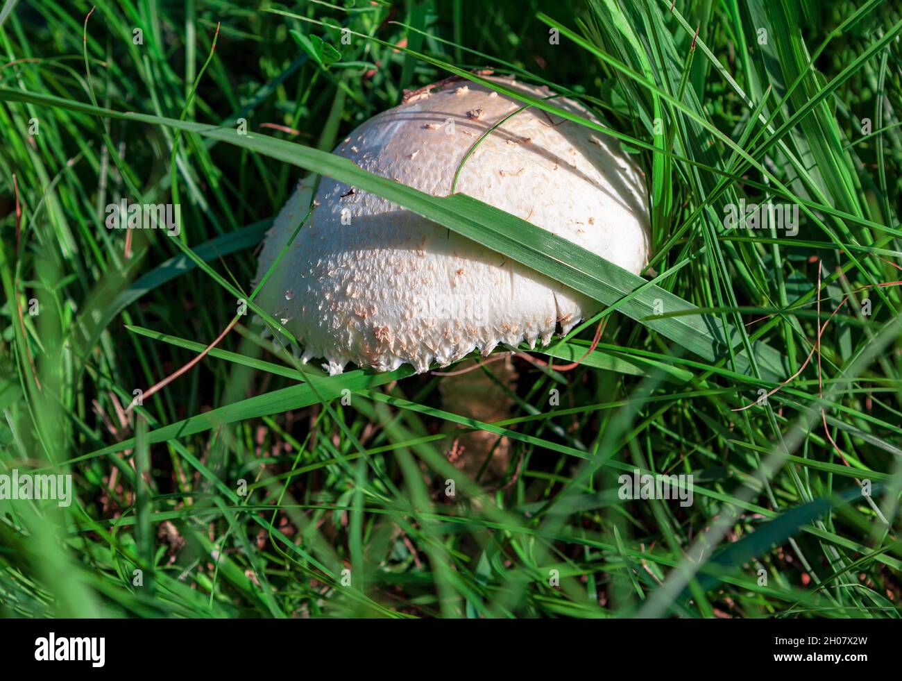 Essbare Pilze im Gras. Einzelner weißer Pilz wächst im Grünen Stockfoto