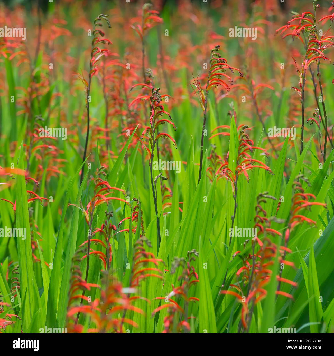 Crocosmia (Montbretia) an einem sonnigen Tag in Südfrankreich Im Frühling Stockfoto