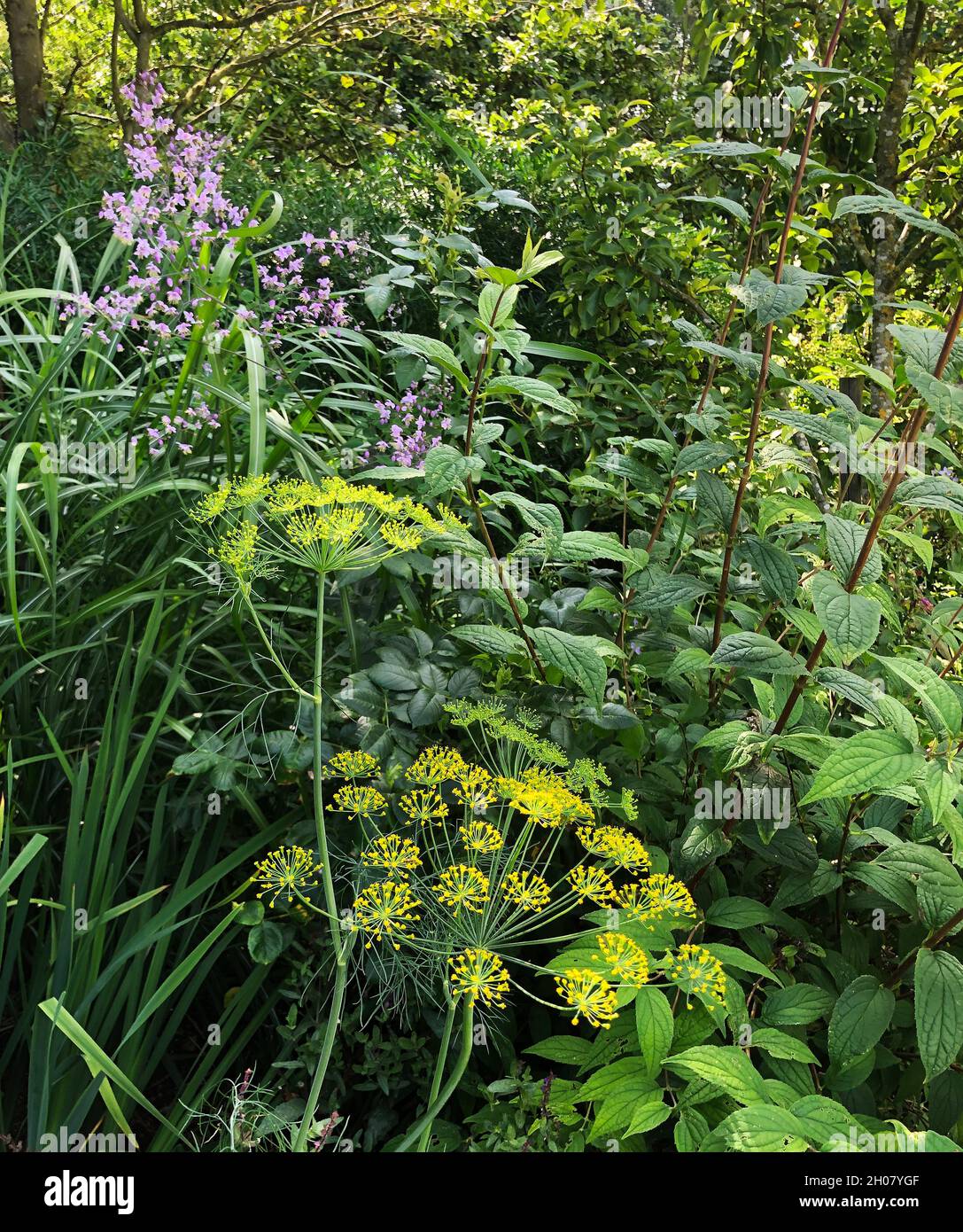 Pastinaca sativa Wilder Pastinak kann ziemlich massiv sein – bis zu zwei Meter hoch, mit vielen Dolden von Blüten, die für die Familie der Petersilie charakteristisch sind – Th Stockfoto
