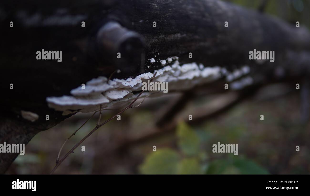 Pilz auf gefallener Baum Stockfoto