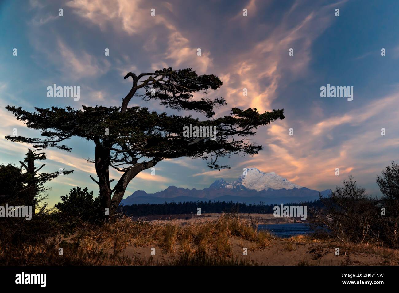 Alter vom Wind geblasene Baum an der Küste mit Mt Baker im Hintergrund Stockfoto