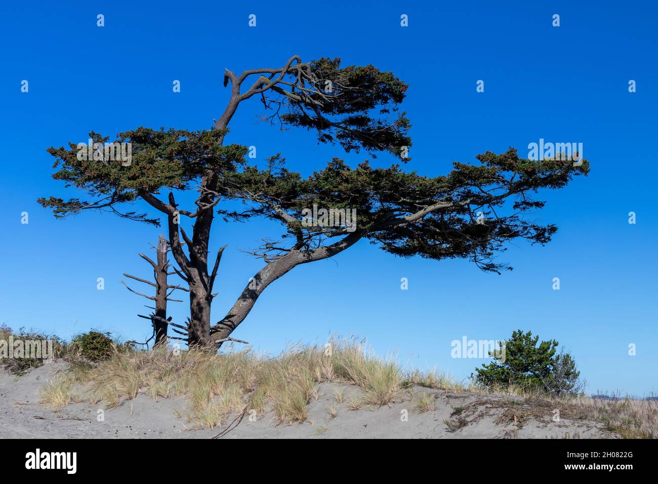 Alter Baum, Der Vom Küstenwind Geblasen Wurde Stockfoto