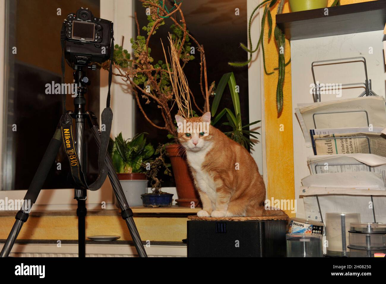 Haus Kater Yujing allen zu Hause, Hannover. Stockfoto