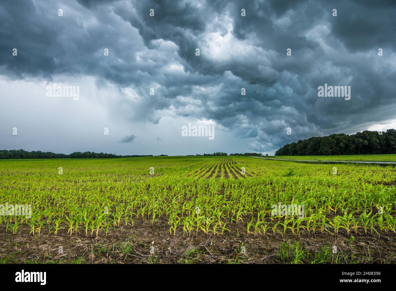 Indiana Corn Field Sommergewitter - Salem, Indiana Stockfoto