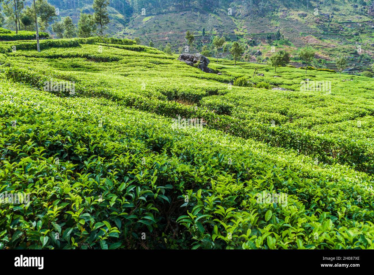 Teeplantagen in Bergen in der Nähe von Haputale, Sri Lanka Stockfoto