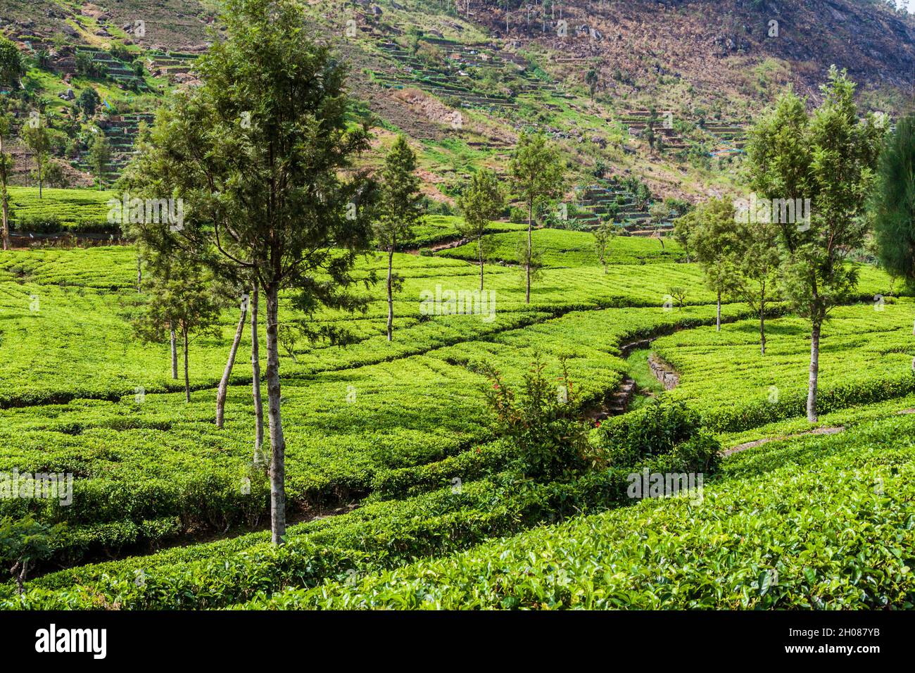 Teeplantagen in Bergen in der Nähe von Haputale, Sri Lanka Stockfoto