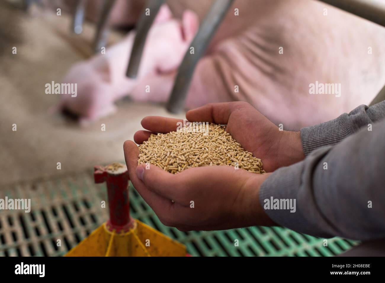 Landwirt hält Trockenfutter in Granulat in den Händen und gibt sie Ferkeln und sät im Stall Stockfoto