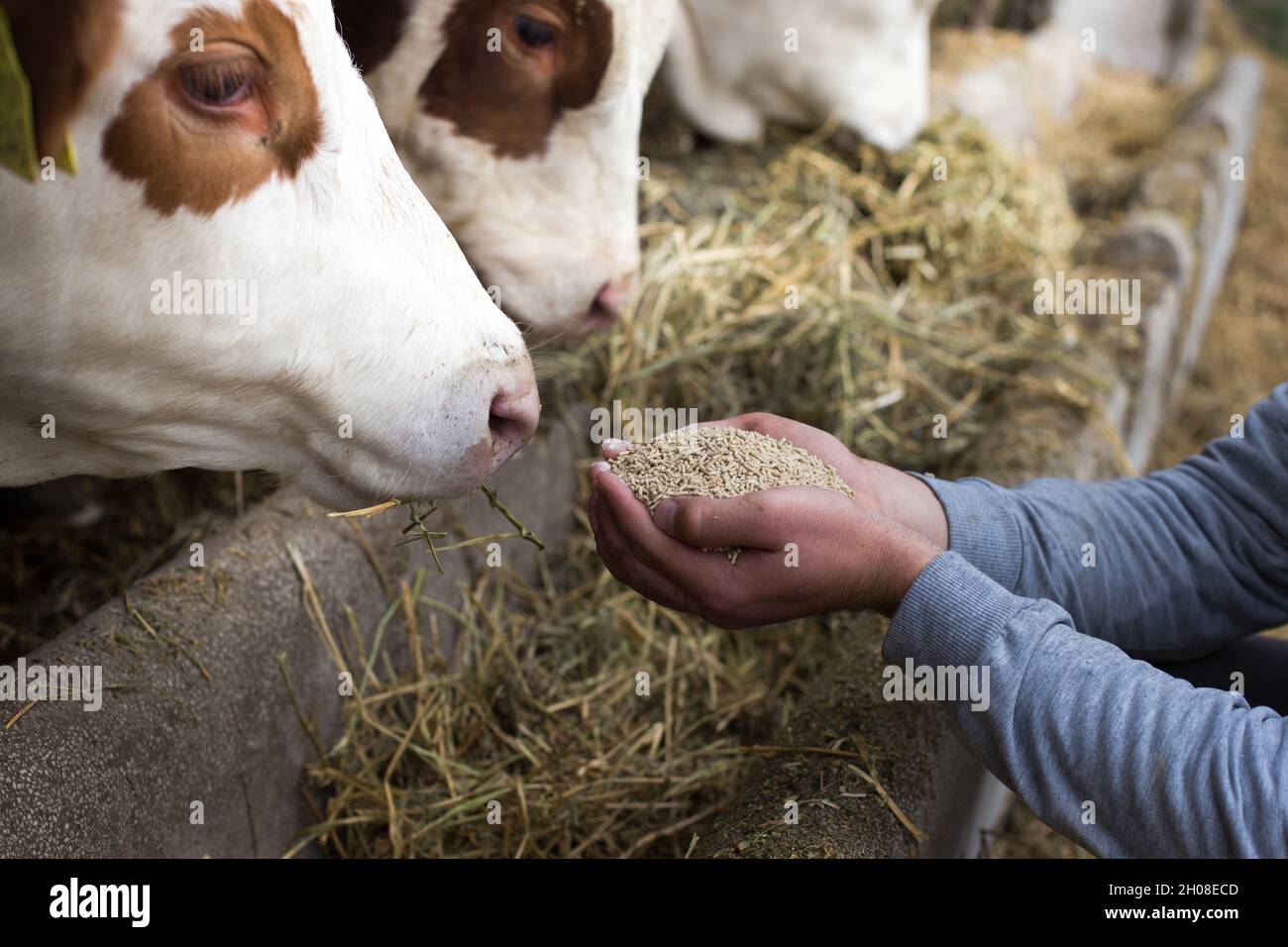 Landwirt, der Trockenfutter in Granulat in den Händen hält und sie den Kühen im Stall gibt Stockfoto