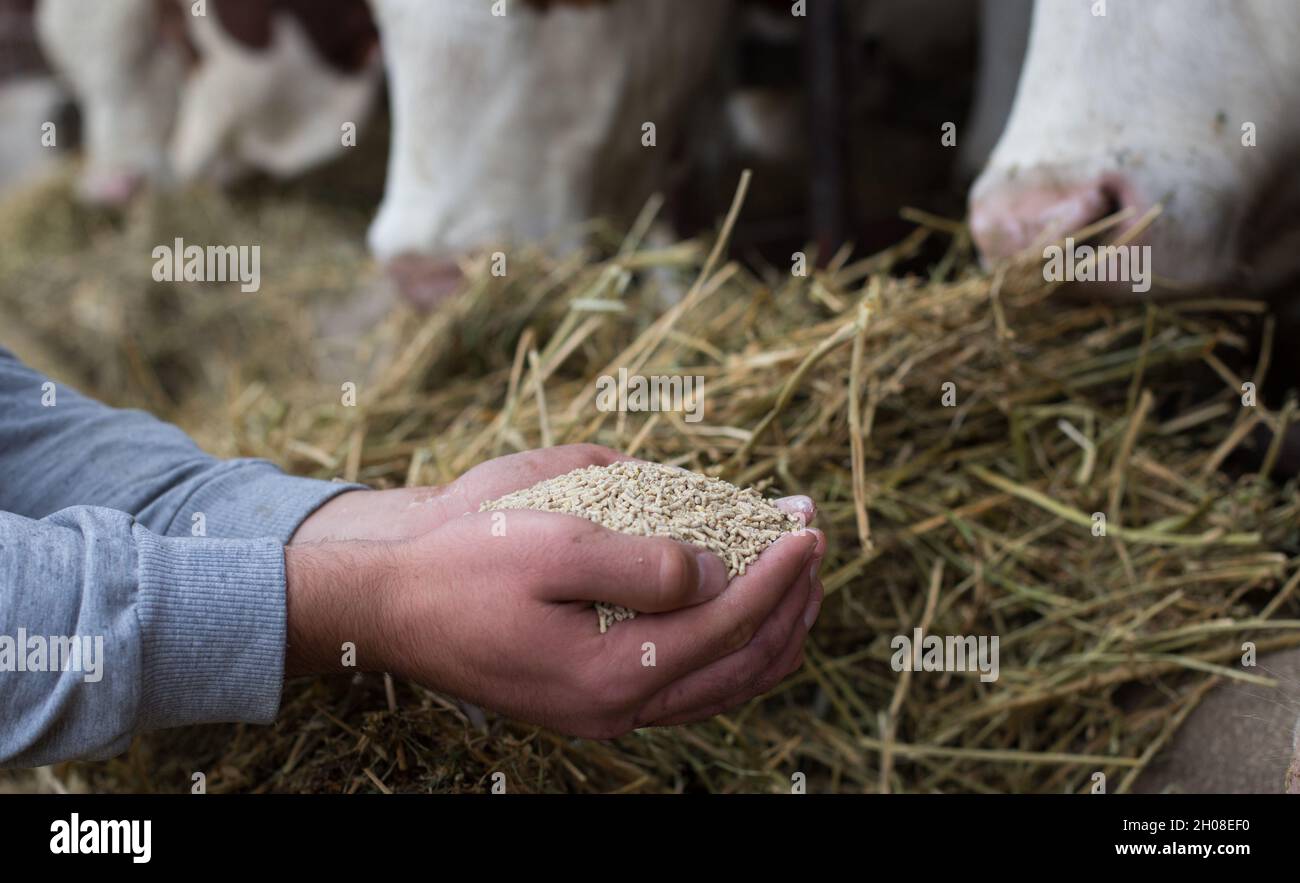 Landwirt, der Trockenfutter in Granulat in den Händen hält und sie den Kühen im Stall gibt Stockfoto