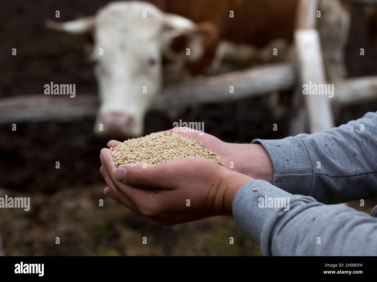 Landwirt, der Trockenfutter in Granulat in den Händen hält und sie den Kühen im Stall gibt Stockfoto