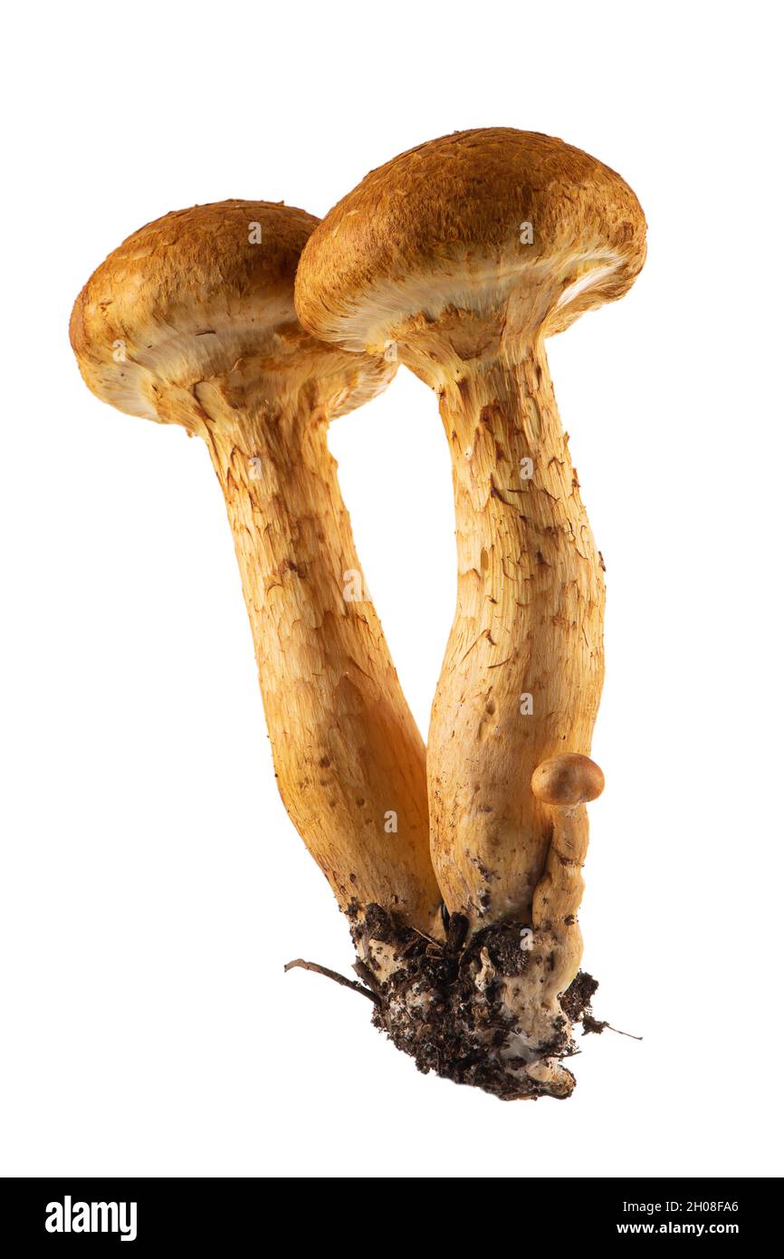 Gymnopilus junonius eine Pilzart aus der Familie der Cortinariaceae, bekannt als spektakuläre Rustgill. Isoliert auf weißem Hintergrund. Stockfoto