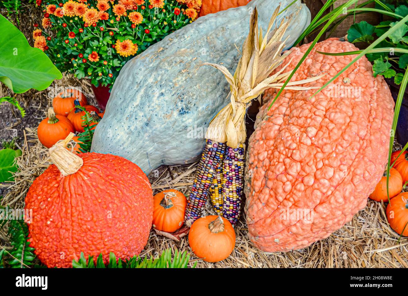 Eine farbenfrohe Herbstdarstellung mit blauem hubbard-Squash, rotem Warty Thing Squash, Kürbissen und indischem Mais, Stockfoto