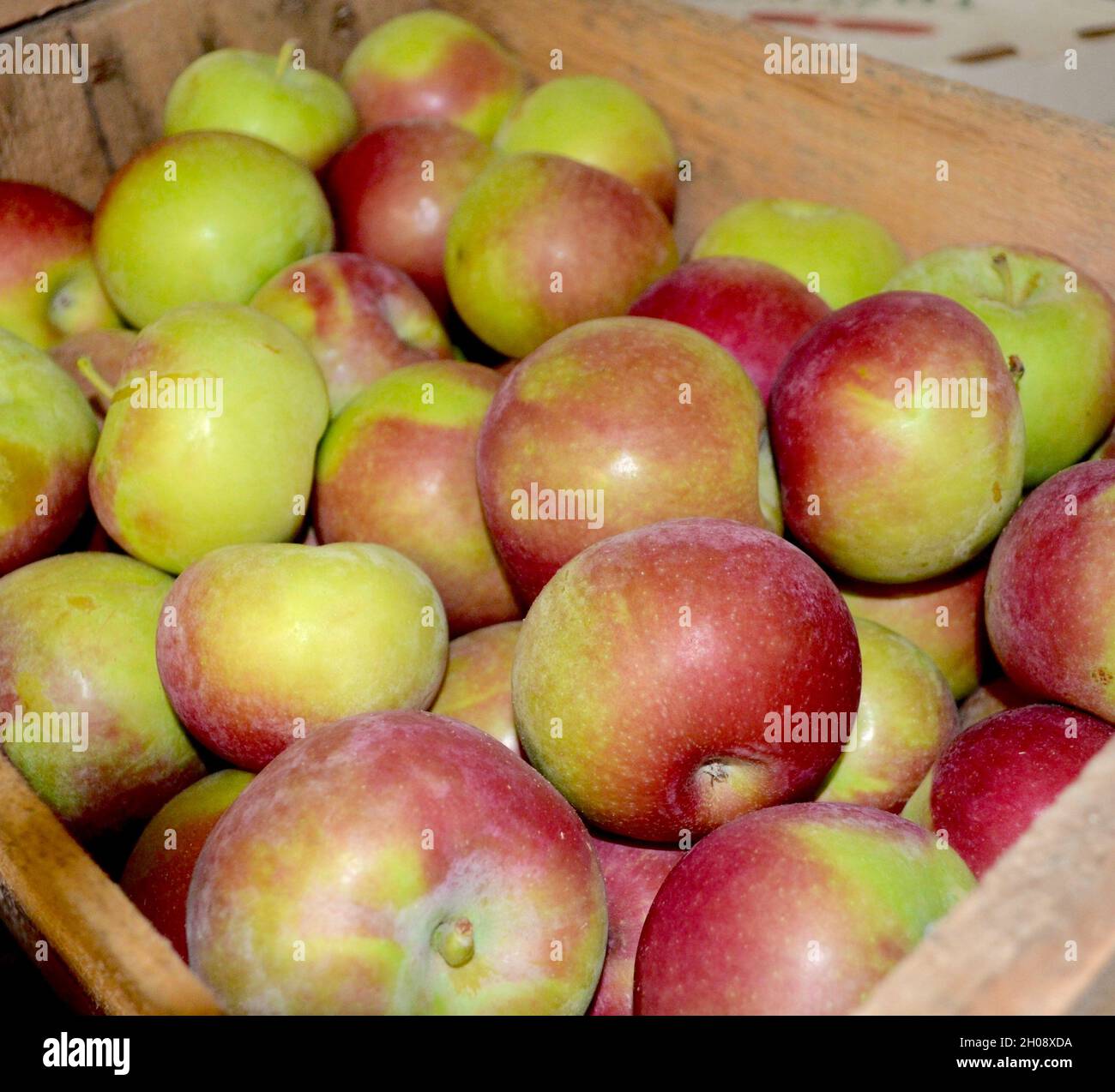 Knackige Macintosh-Äpfel aus dem Hudson Valley in New York werden in einer Holzkiste geliefert. Stockfoto