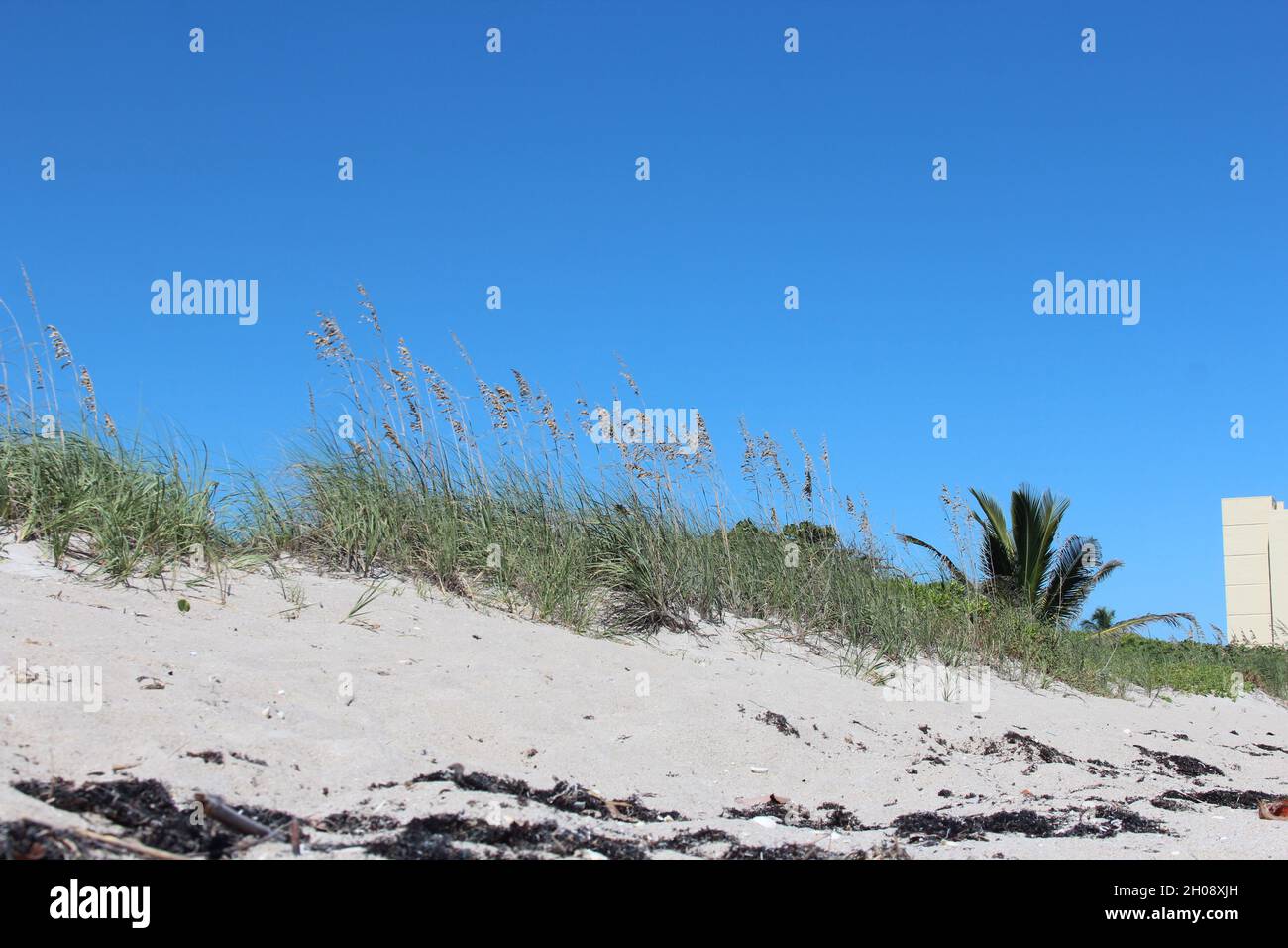 Hohes Gras im Sand am Strand Stockfoto