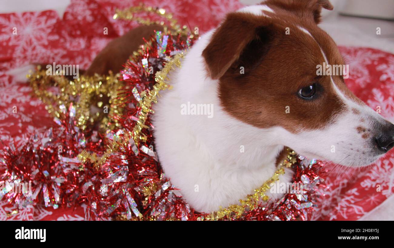 Weihnachten Hund Stockfoto