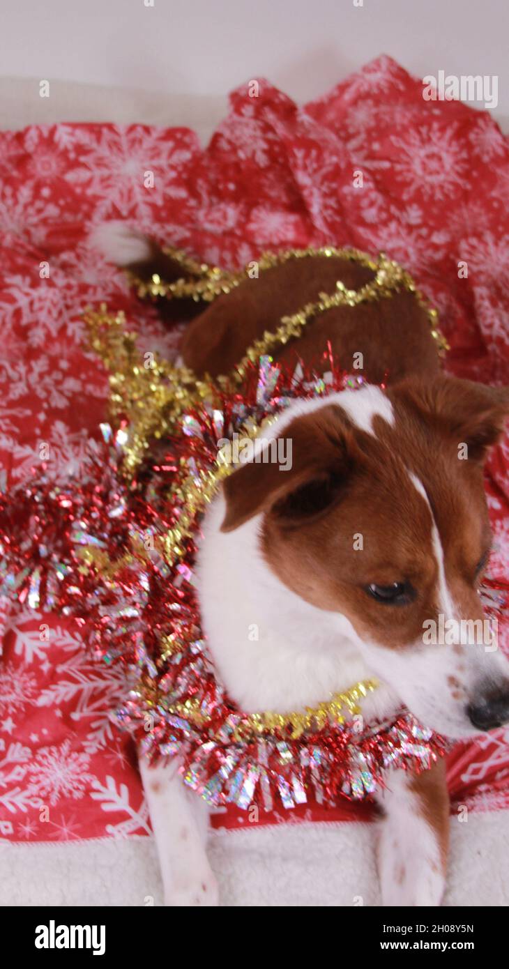 Weihnachten Hund Stockfoto