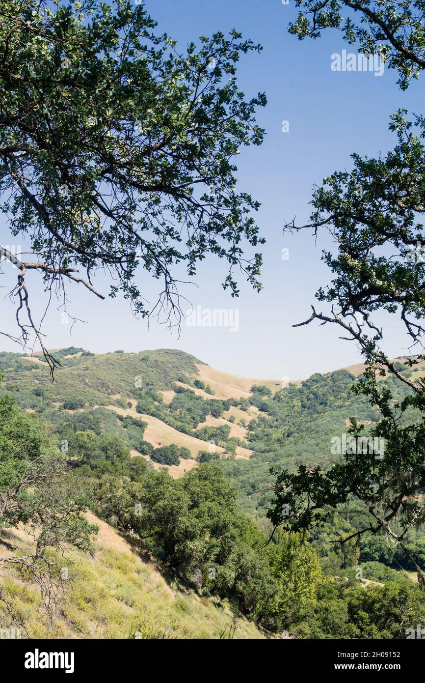 Blick auf die baumbedeckten Berge im Rancho Canada del Oro Open Space Preserve, Kalifornien. Stockfoto
