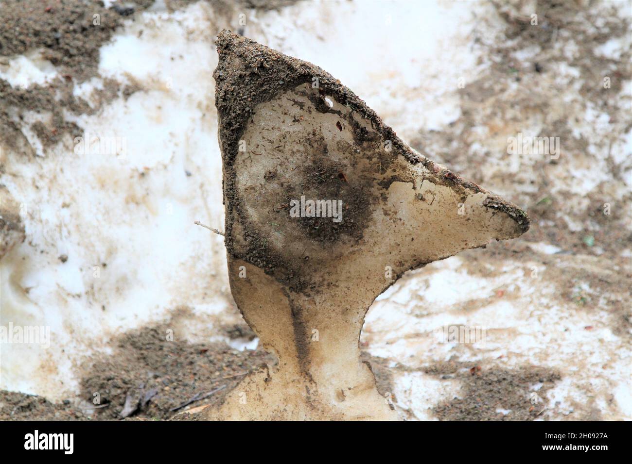 Eis- und Sandstatue in Form von Tierkopf Stockfoto