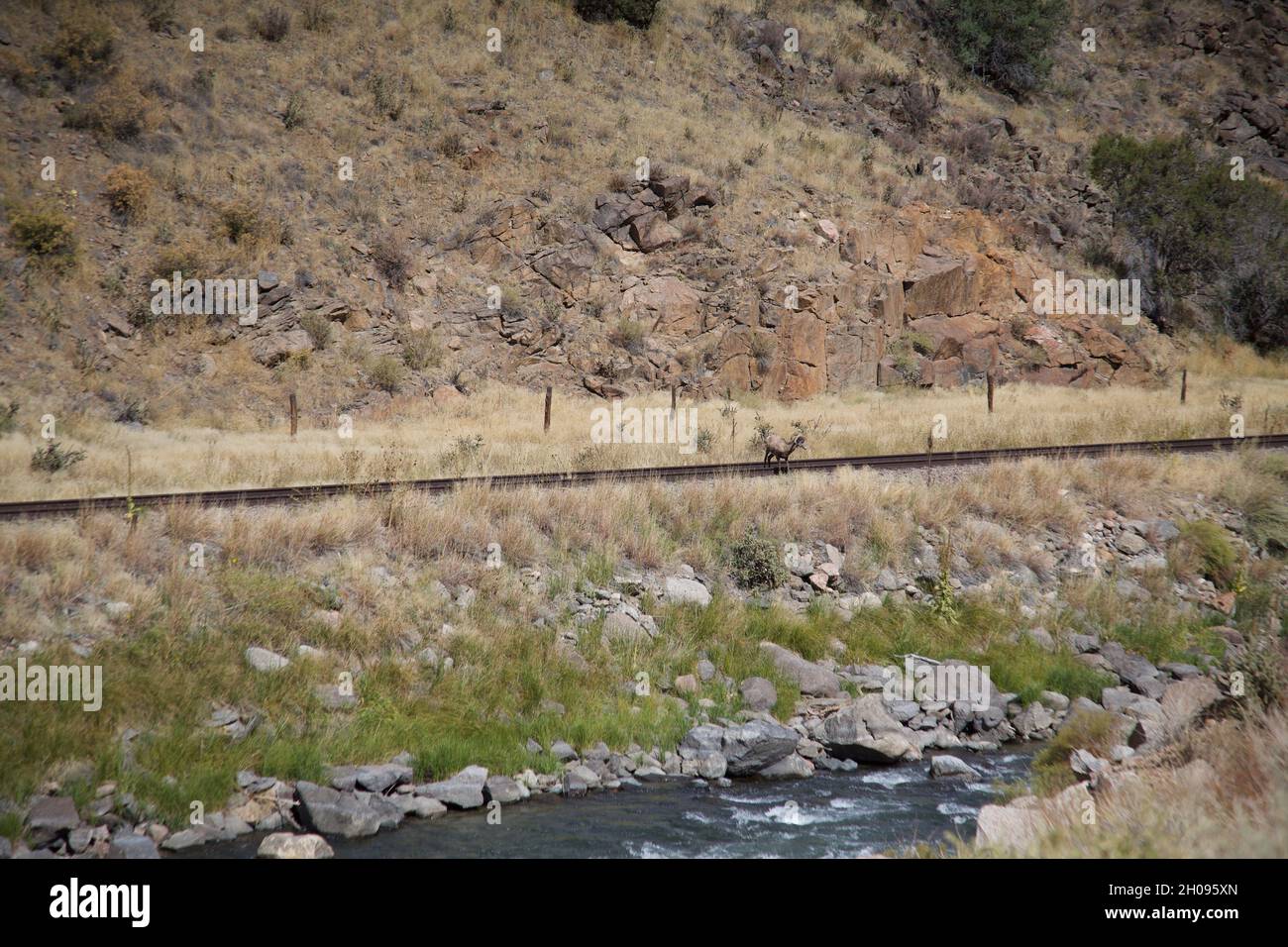 Big Horn rammen Schafe durch Strom Stockfoto