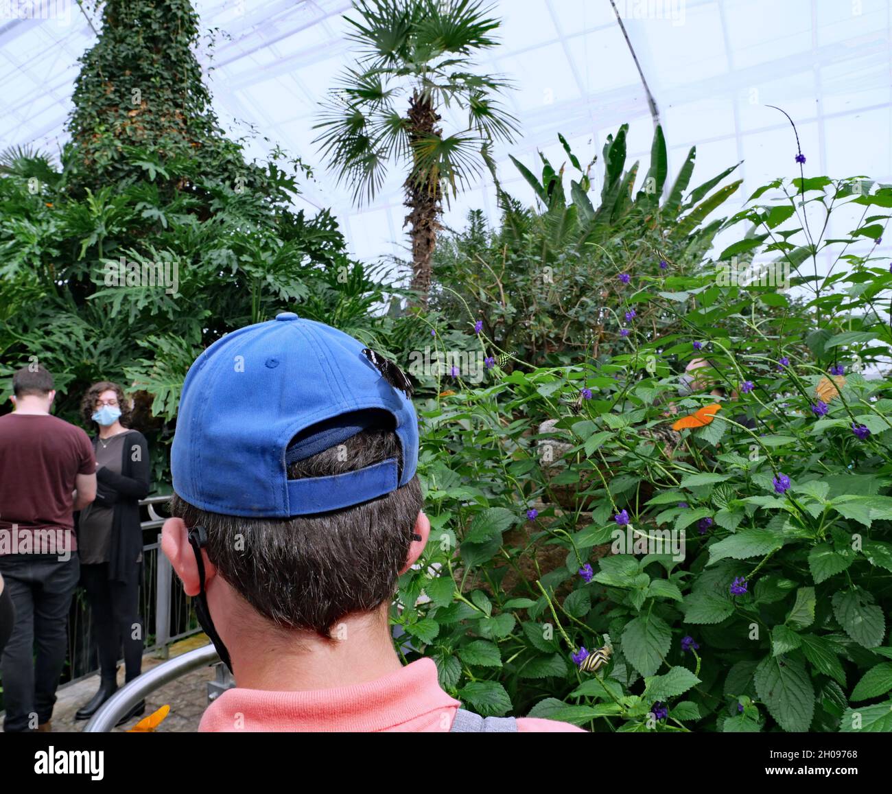 Niagara Falls, Kanada - 10. Oktober 2021: Am Niagara Falls Butterfly Conservatory ruht ein Schmetterling auf einer Besuchermütze Stockfoto