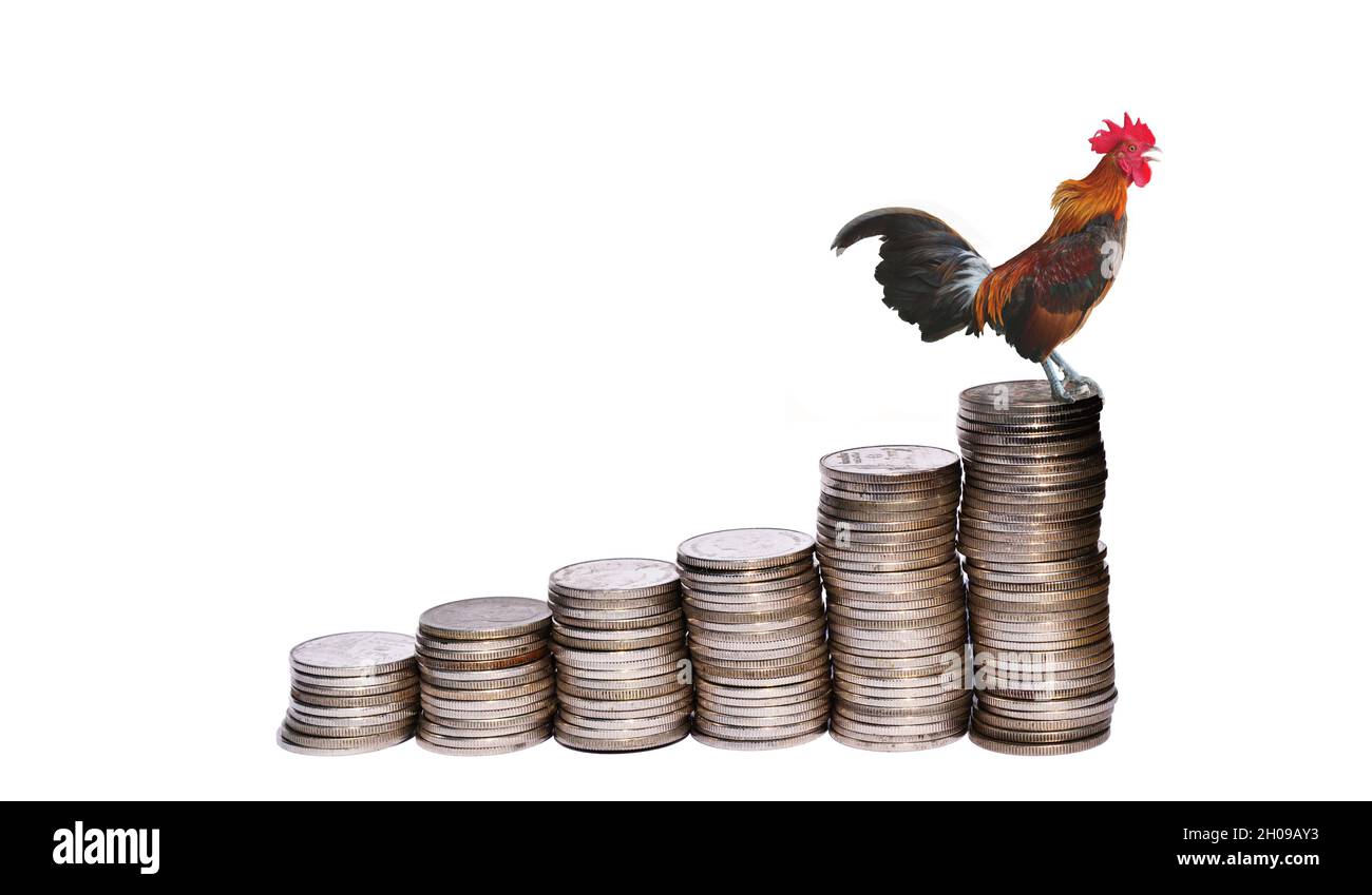 Hahn, steht und kräht auf Stapeln Münzen Reihe isoliert auf weißem Hintergrund, Huhn auf der Münze als eine aufsteigende Balkendiagramm, Dawn of Finance Stockfoto