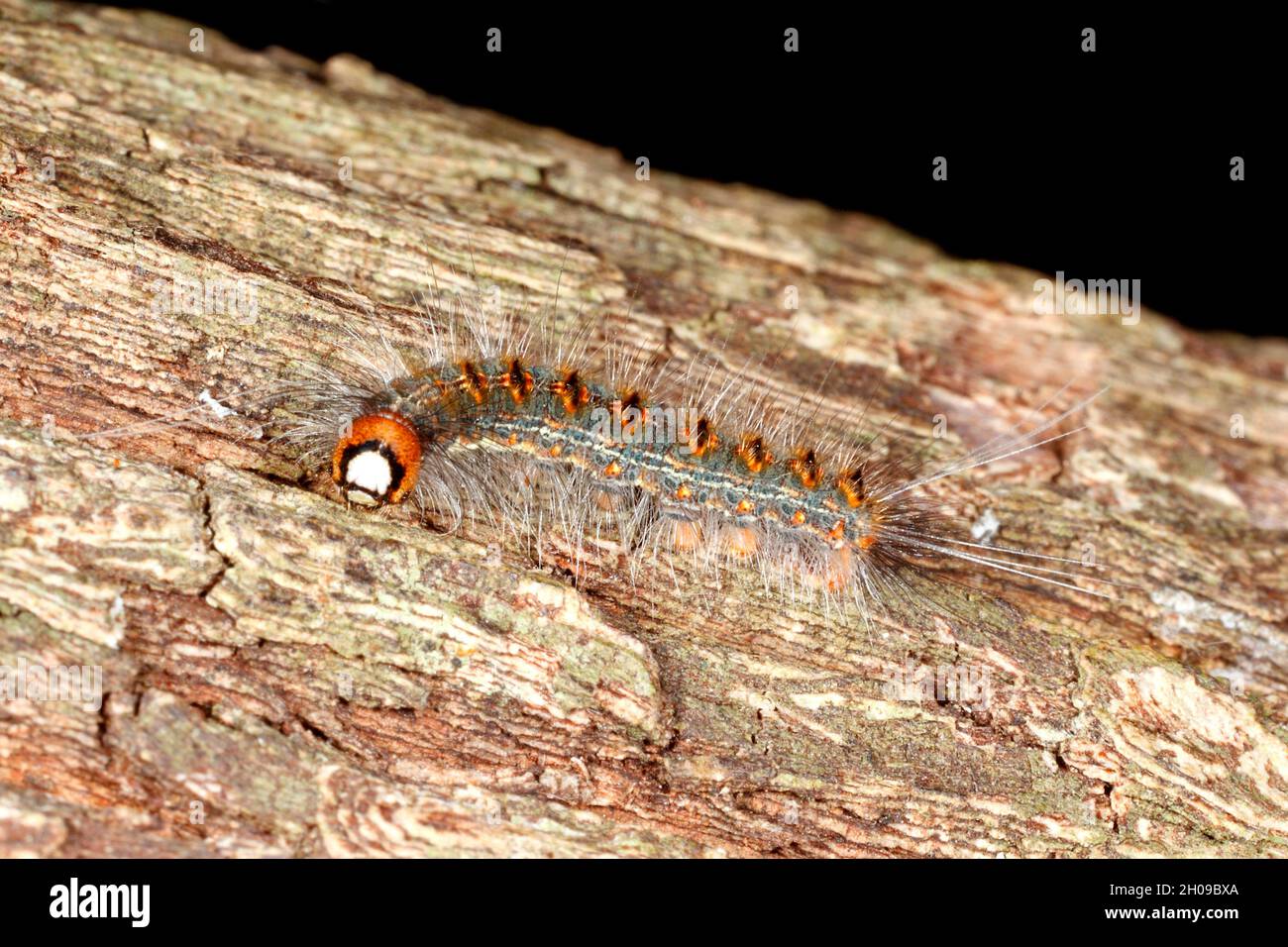 Raupe der Schwarzfleck-Motte, Epicoma melanospila. Früher bekannt als Cnethocampa melanospila. Coffs Harbour, NSW, Australien Stockfoto