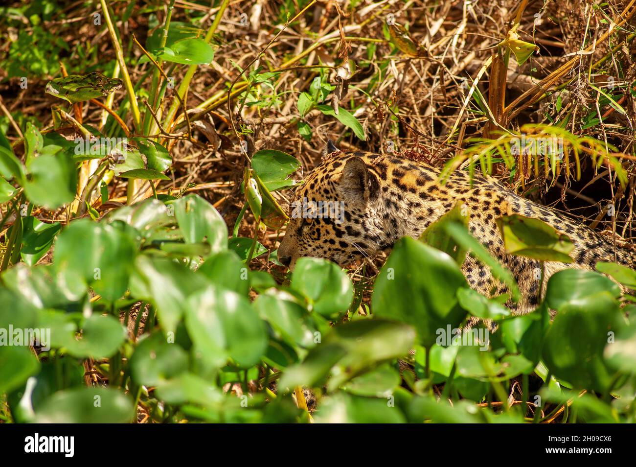 Jaguar ist die größte südamerikanische Katze, hier am Ufer des Flusses Cuiabá, Pantanal, Mato Grosso, Brasilien Stockfoto