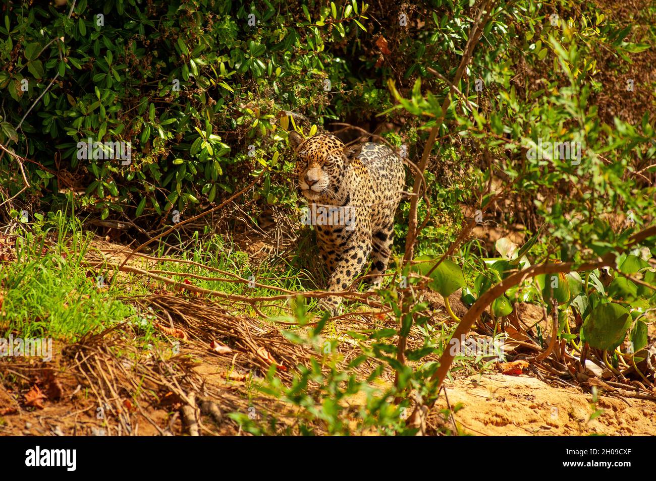 Jaguar ist die größte südamerikanische Katze, hier am Ufer des Flusses Cuiabá, Pantanal, Mato Grosso, Brasilien Stockfoto