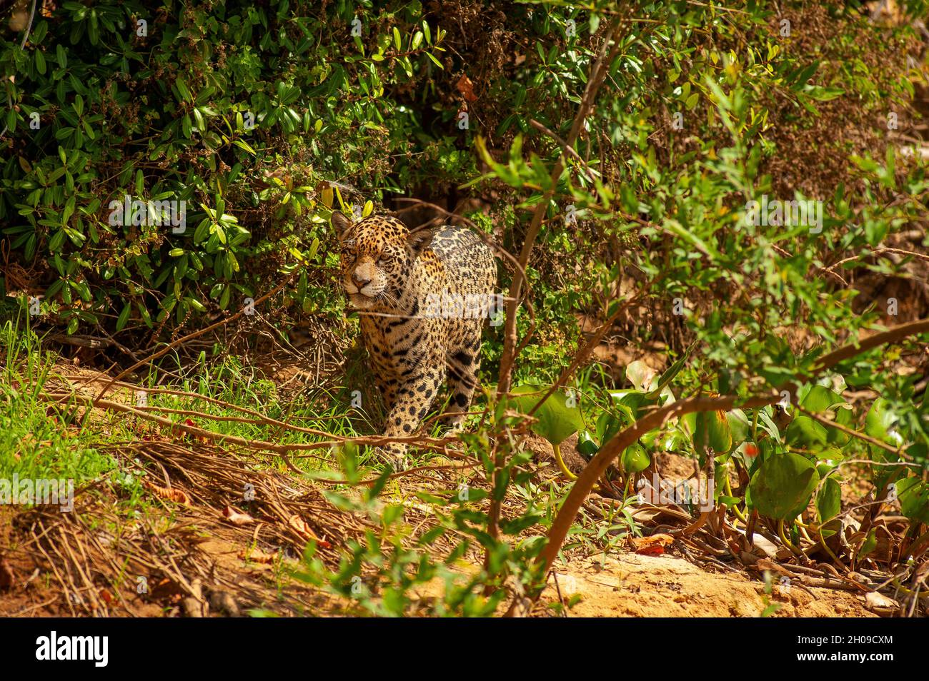 Jaguar ist die größte südamerikanische Katze, hier am Ufer des Flusses Cuiabá, Pantanal, Mato Grosso, Brasilien Stockfoto