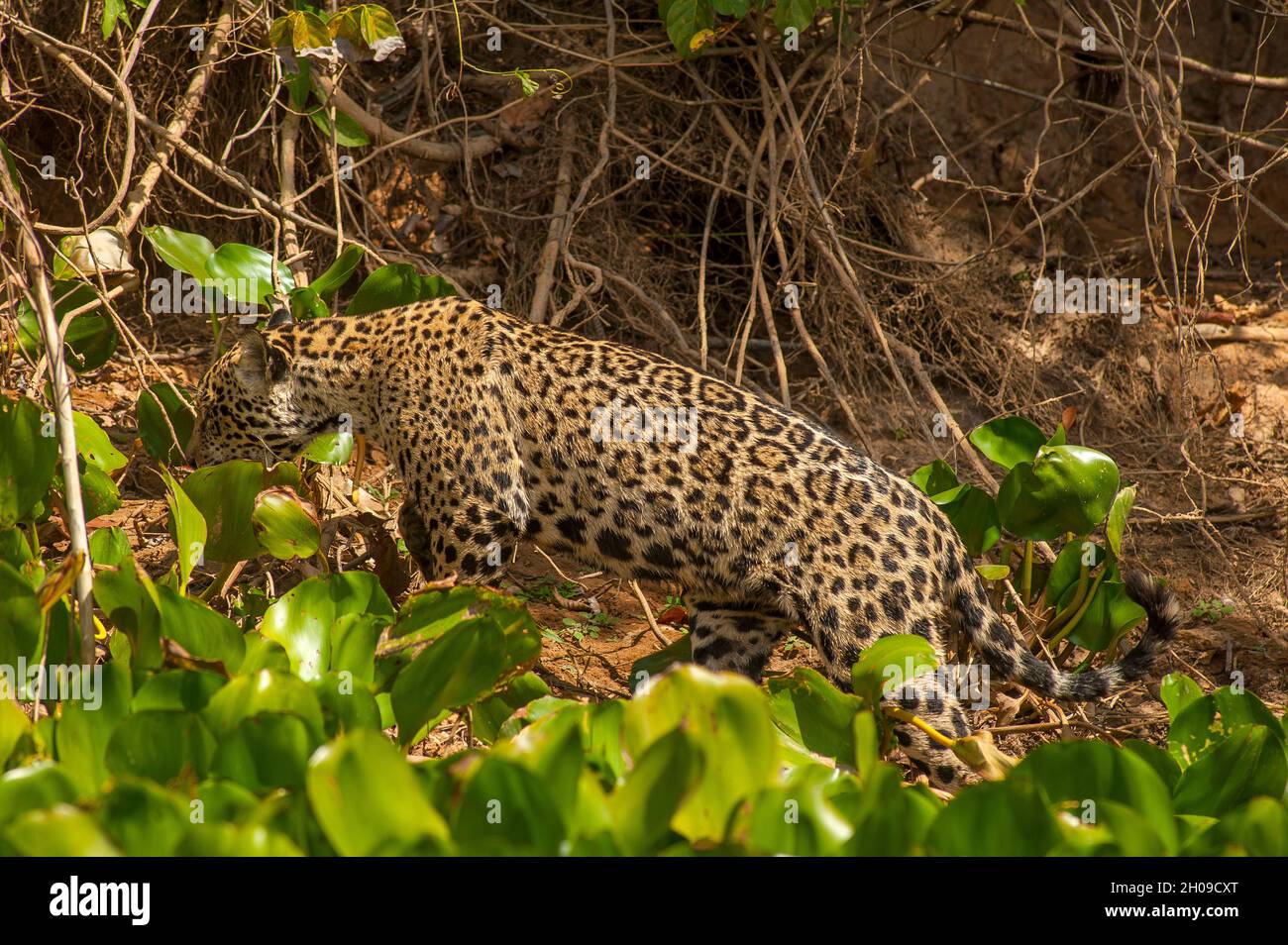 Jaguar ist die größte südamerikanische Katze, hier am Ufer des Flusses Cuiabá, Pantanal, Mato Grosso, Brasilien Stockfoto