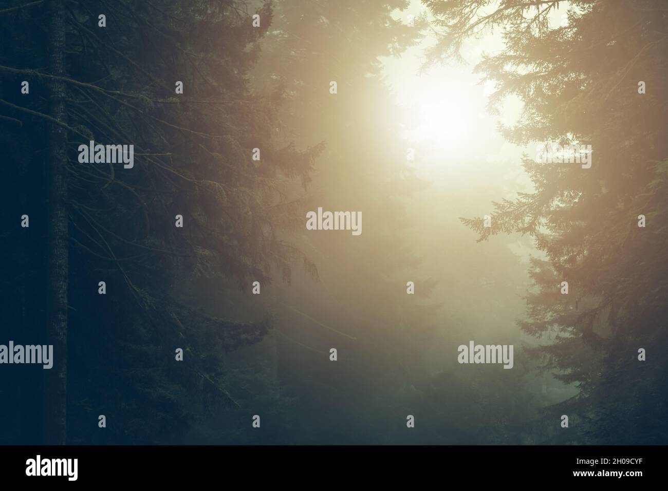 Sommermorgendliches Sonnenlicht im Coastal Redwood Forest, California, USA. Nebliger Morgen Woodland Place. Stockfoto