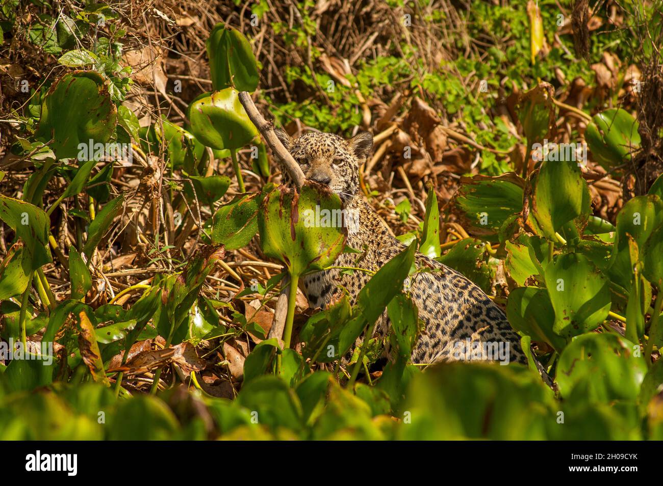 Jaguar ist die größte südamerikanische Katze, hier am Ufer des Flusses Cuiabá, Pantanal, Mato Grosso, Brasilien Stockfoto