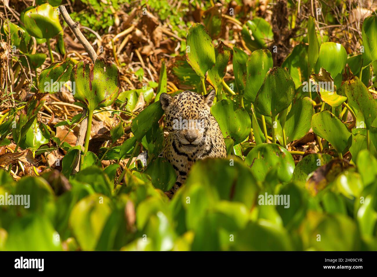 Jaguar ist die größte südamerikanische Katze, hier am Ufer des Flusses Cuiabá, Pantanal, Mato Grosso, Brasilien Stockfoto