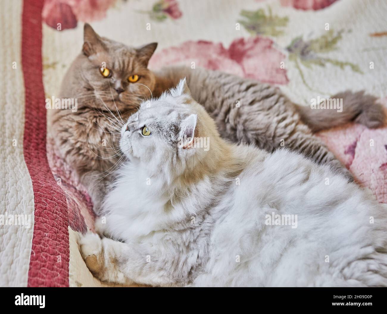Zwei britische Katzen, langhaarig und kurzhaarig, schauen aus dem Fenster auf dem Bett Stockfoto