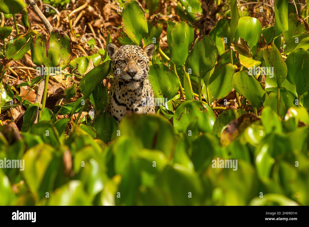 Jaguar ist die größte südamerikanische Katze, hier am Ufer des Flusses Cuiabá, Pantanal, Mato Grosso, Brasilien Stockfoto