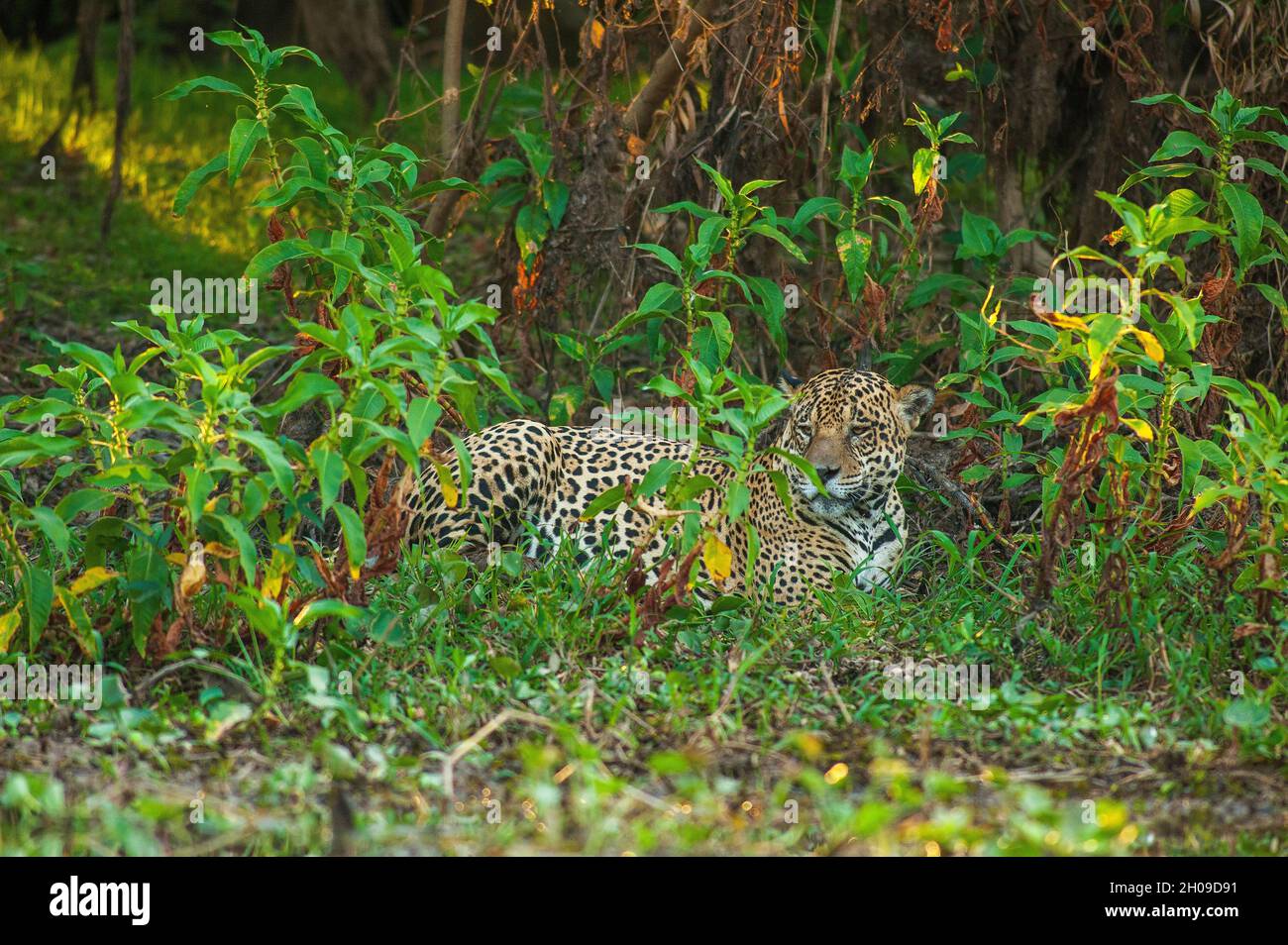 Jaguar ist die größte südamerikanische Katze, hier am Ufer des Corixo Mosquito, in der Nähe des Flusses Cuiabá, Pantanal, Mato Grosso, Brasilien Stockfoto
