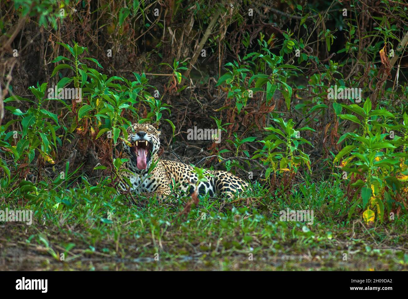 Jaguar ist die größte südamerikanische Katze, hier am Ufer des Corixo Mosquito, in der Nähe des Flusses Cuiabá, Pantanal, Mato Grosso, Brasilien Stockfoto