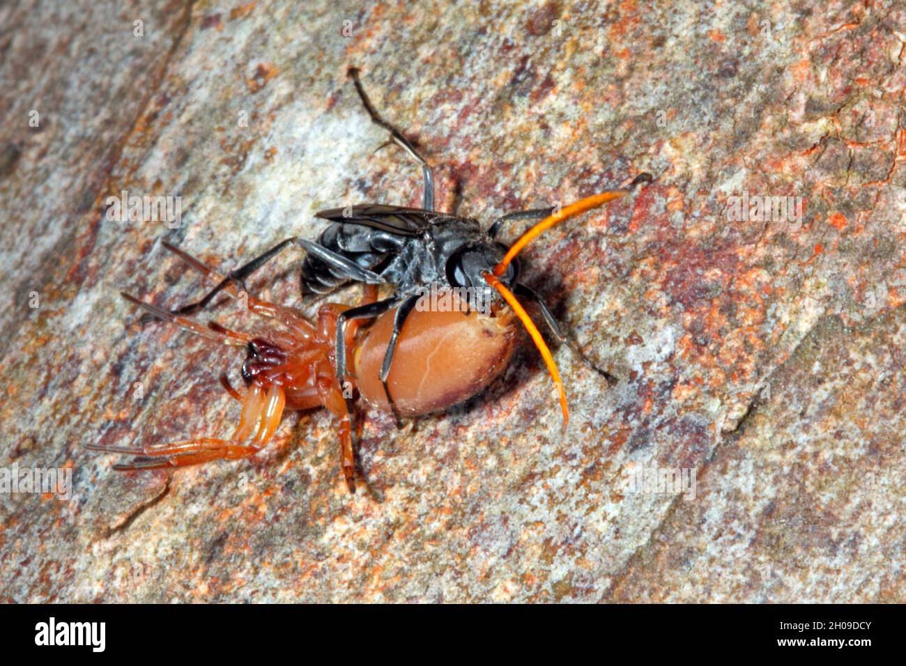 Gelbe Antenne Schwarze Spinnenwasp, Fabriogenia sp, mit seiner Beute, eine Sackspinne, Clubiona sp. Coffs Harbour, NSW, Australien Stockfoto
