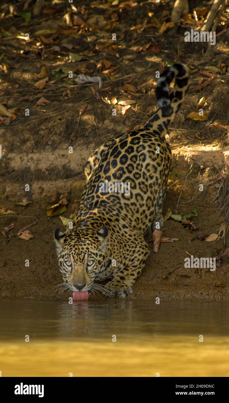 Jaguar Trinkwasser, dies ist die größte südamerikanische Katze, hier am Ufer des Flusses Tres Irmãos, Pantanal, Mato Grosso, Brasilien Stockfoto