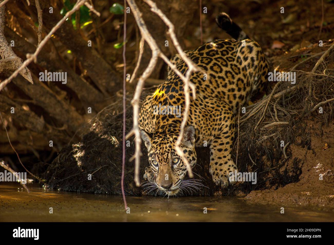 Jaguar Trinkwasser, dies ist die größte südamerikanische Katze, hier am Ufer des Flusses Tres Irmãos, Pantanal, Mato Grosso, Brasilien Stockfoto