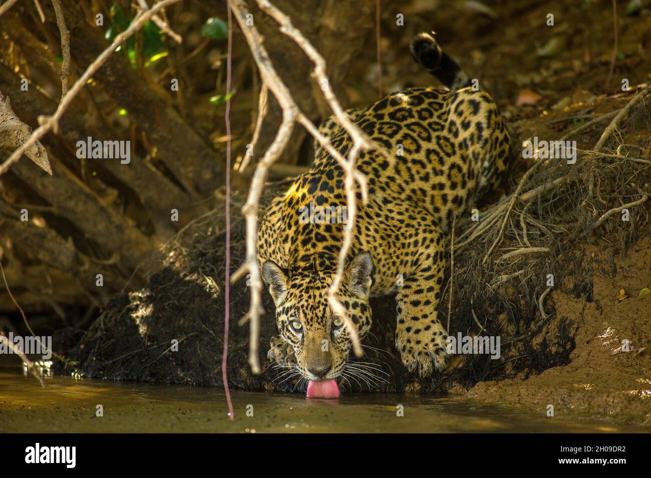 Jaguar Trinkwasser, dies ist die größte südamerikanische Katze, hier am Ufer des Flusses Tres Irmãos, Pantanal, Mato Grosso, Brasilien Stockfoto