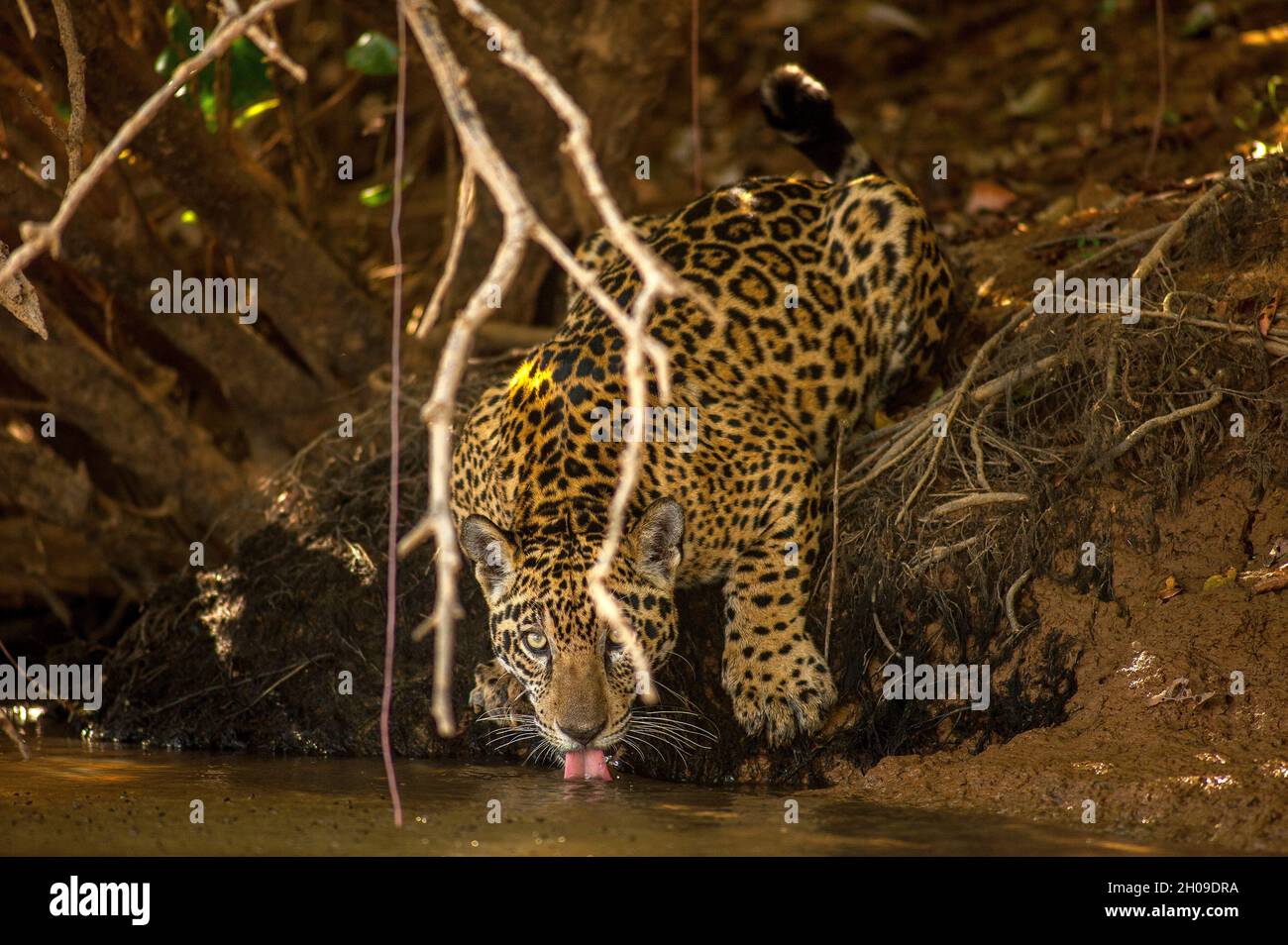 Jaguar Trinkwasser, dies ist die größte südamerikanische Katze, hier am Ufer des Flusses Tres Irmãos, Pantanal, Mato Grosso, Brasilien Stockfoto