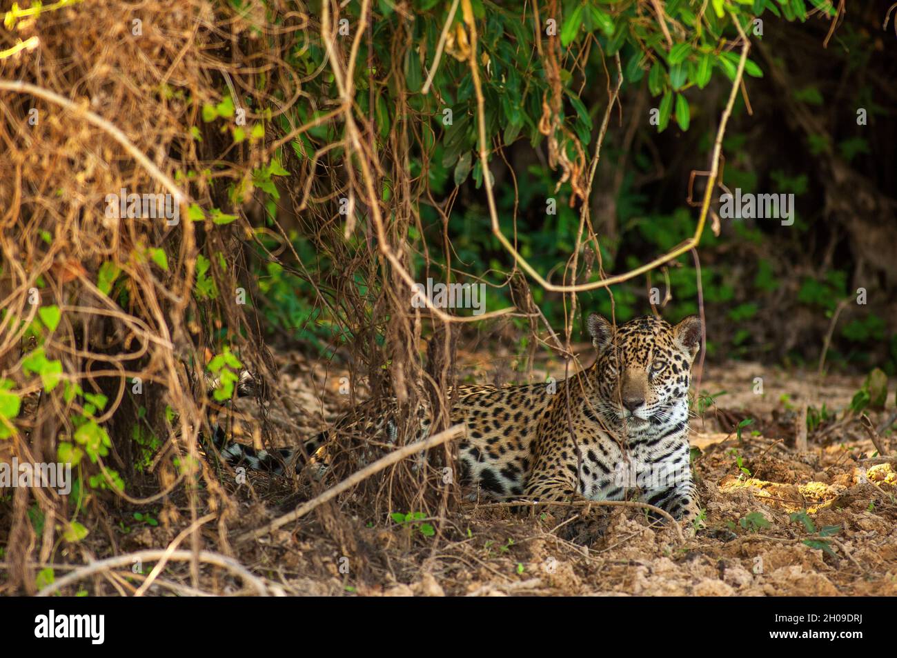 Jaguar ist die größte südamerikanische Katze, hier am Ufer des Flusses Tres Irmãos, Pantanal, Mato Grosso, Brasilien Stockfoto