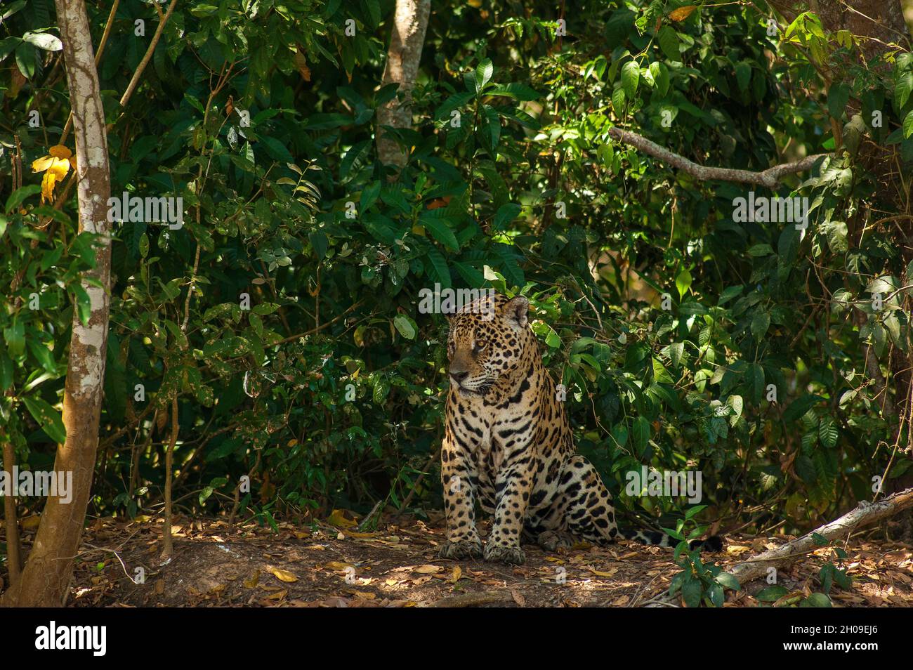 Jaguar ist die größte südamerikanische Katze, hier am Ufer des Flusses Tres Irmãos, Pantanal, Mato Grosso, Brasilien Stockfoto