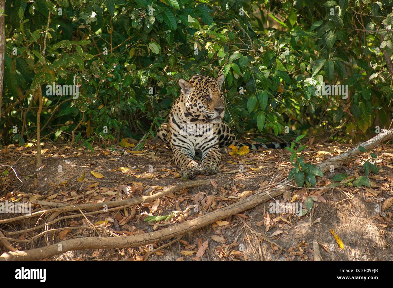 Jaguar ist die größte südamerikanische Katze, hier am Ufer des Flusses Tres Irmãos, Pantanal, Mato Grosso, Brasilien Stockfoto