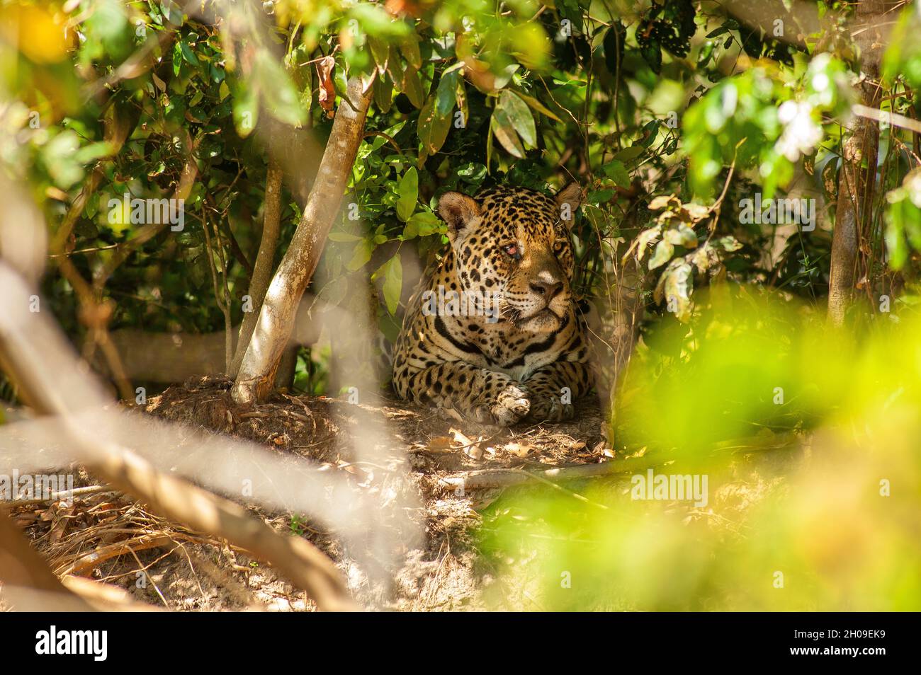 Jaguar ist die größte südamerikanische Katze, hier am Ufer des Flusses Tres Irmãos, Pantanal, Mato Grosso, Brasilien Stockfoto