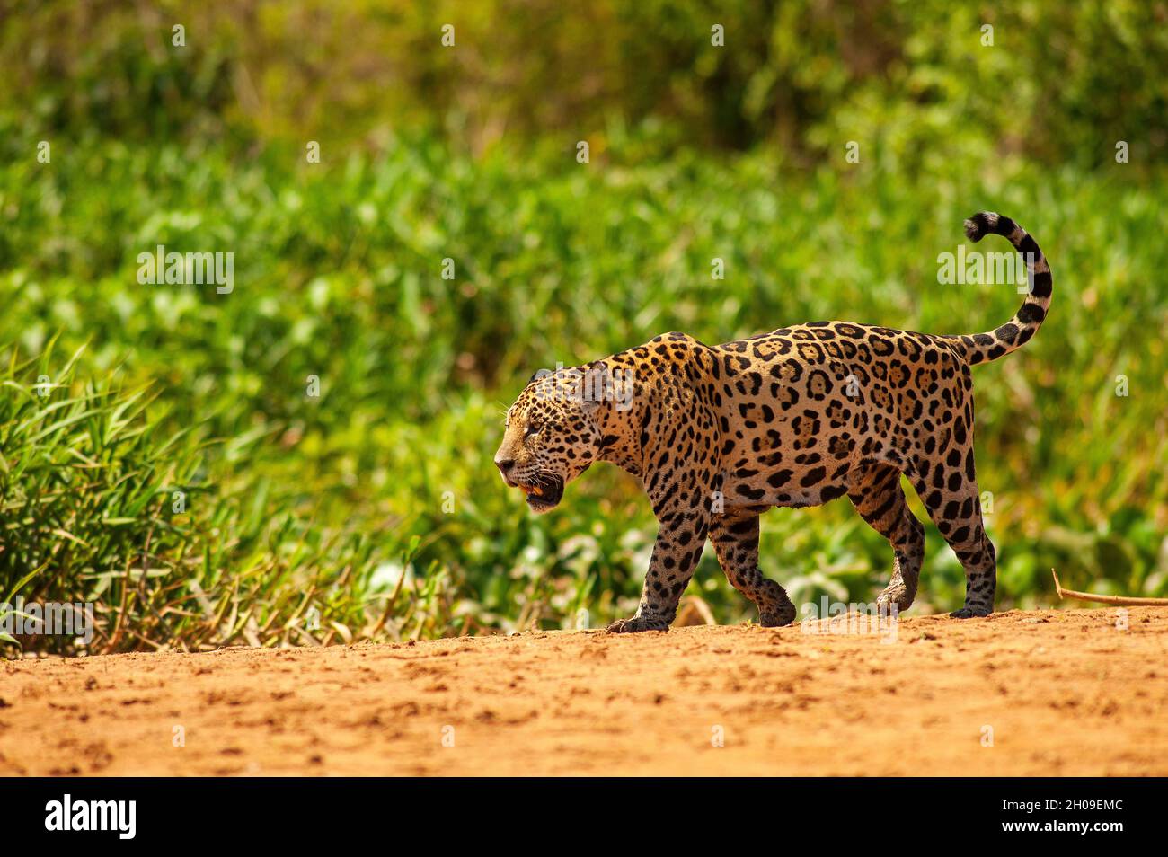 Jaguar ist die größte südamerikanische Katze, hier am Ufer des Flusses Tres Irmãos, Pantanal, Mato Grosso, Brasilien Stockfoto