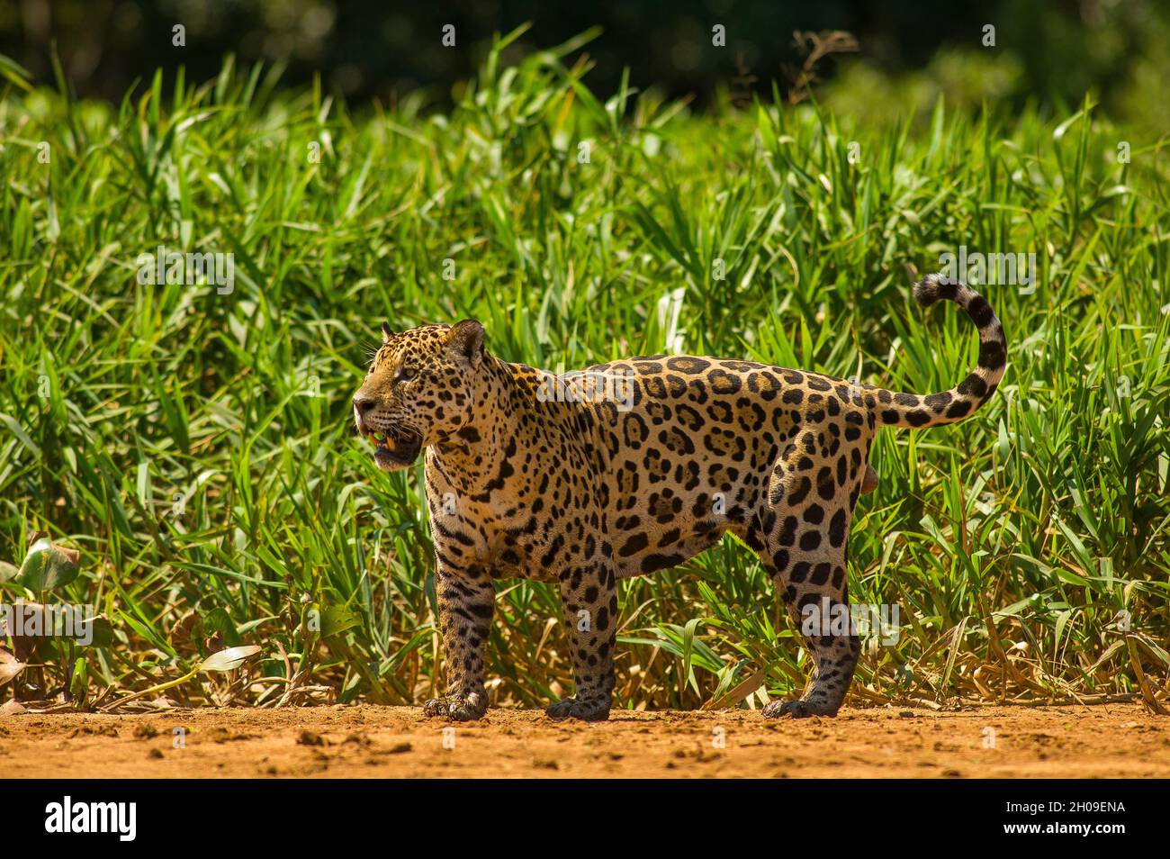 Jaguar ist die größte südamerikanische Katze, hier am Ufer des Flusses Tres Irmãos, Pantanal, Mato Grosso, Brasilien Stockfoto